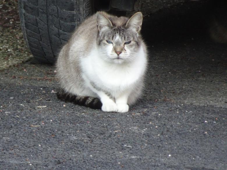 Free stock image of I'm a bit grumpy this morning... Got it??!! created by GAIMARD Jacques