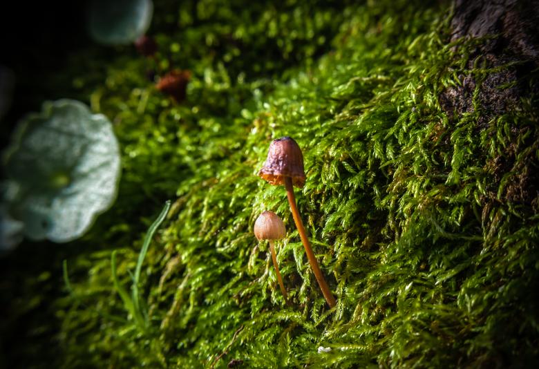Free stock image of Two little Mushrooms created by PaSoNeCa