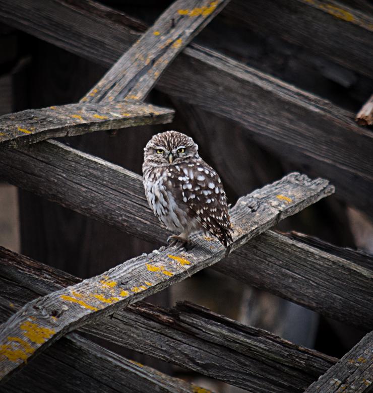 Free stock image of Little Owl created by PaSoNeCa