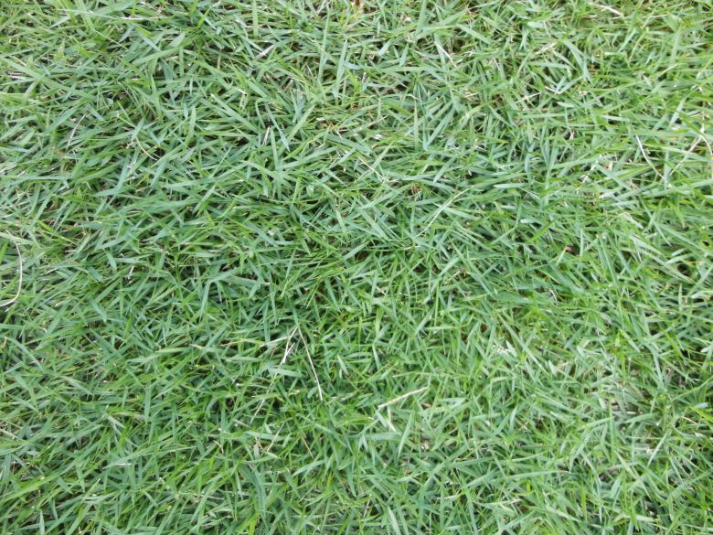 Free stock image of Grass texture background created by Chekokiart