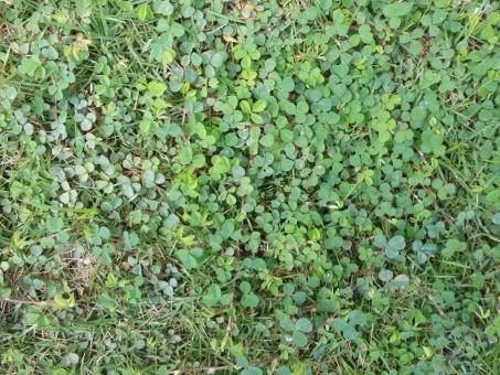 Free Stock Photo of Grass texture background