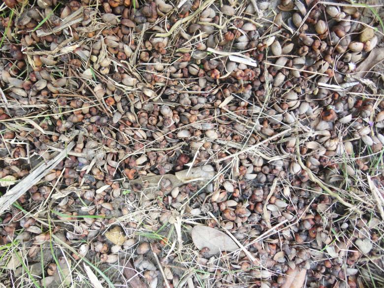 Free stock image of Plant and stone background created by Chekokiart
