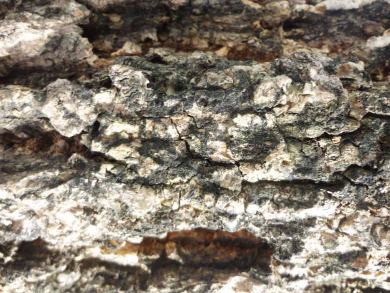 Free stock image of Wood tree background created by Chekokiart