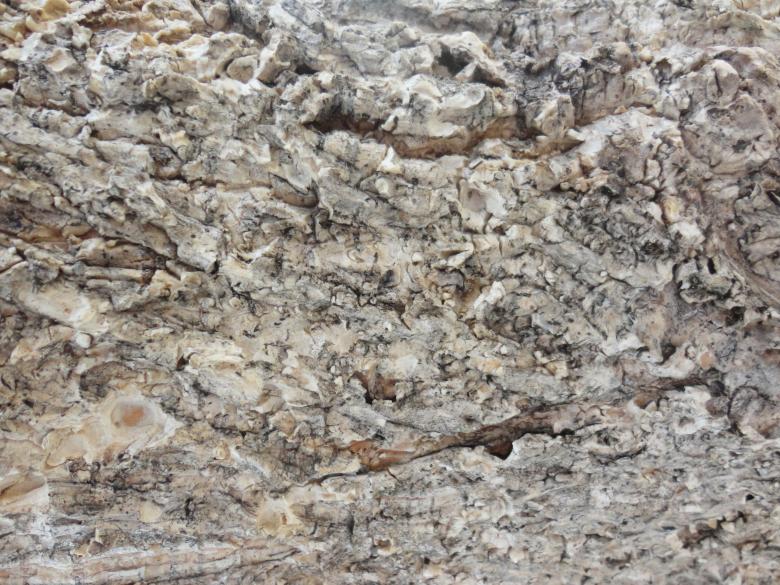 Free stock image of Wood bark texture background created by Chekokiart