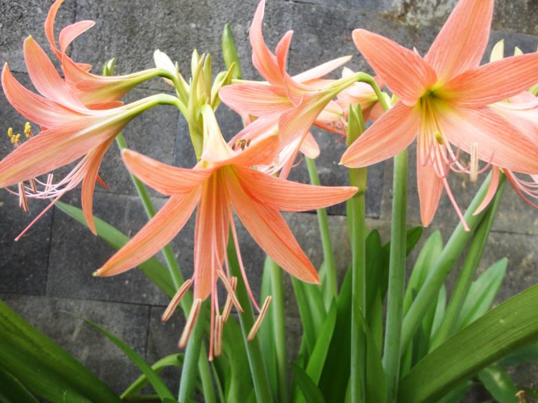 Free stock image of Flower plant background created by Chekokiart