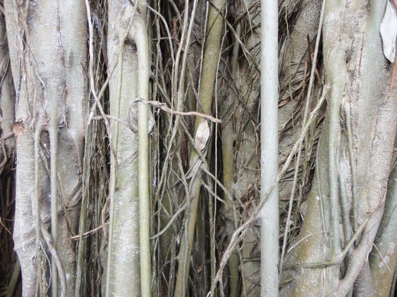 Free stock image of Plant and trees background created by Chekokiart