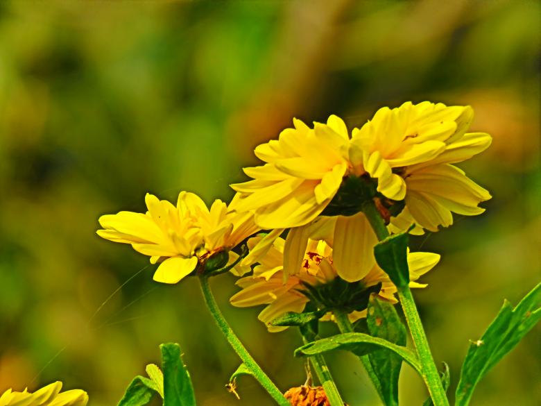 Free stock image of Tickseed Flowers created by pixloger