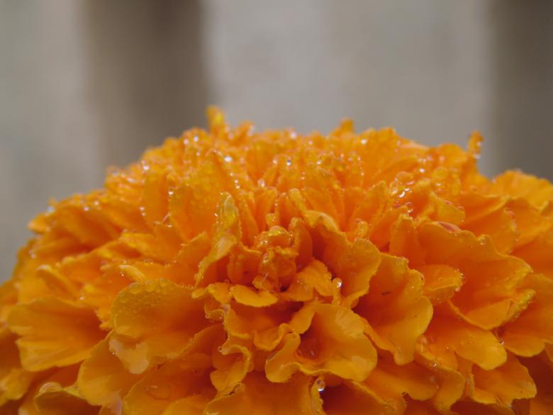 Free stock image of Orange Marigold Flower created by pixloger