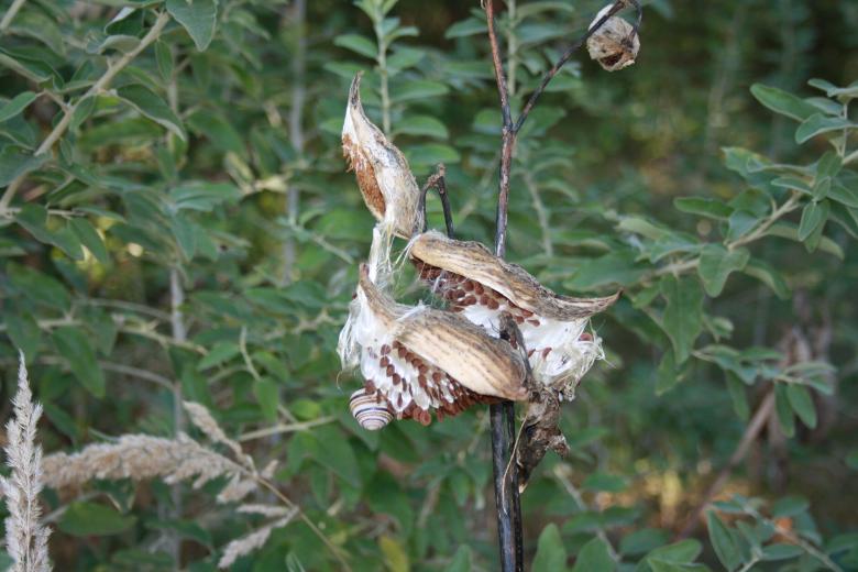 Free stock image of Snails in Tree created by Kala Manó