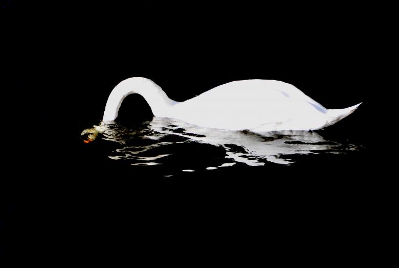 Free stock image of Swan in Black Water created by Kala Manó