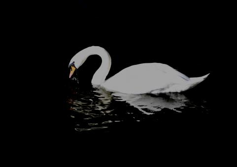 White Swan in Black Water - Free Stock Photo