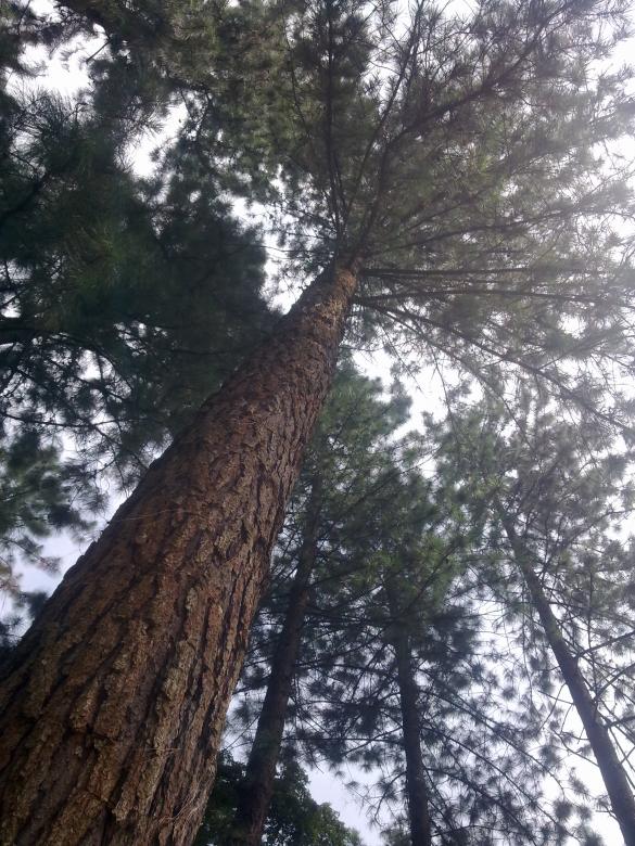 Free stock image of Pine Tree created by Toyoong Digital