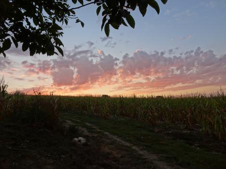 Free Stock Photo of Pink sunrise over a corn field