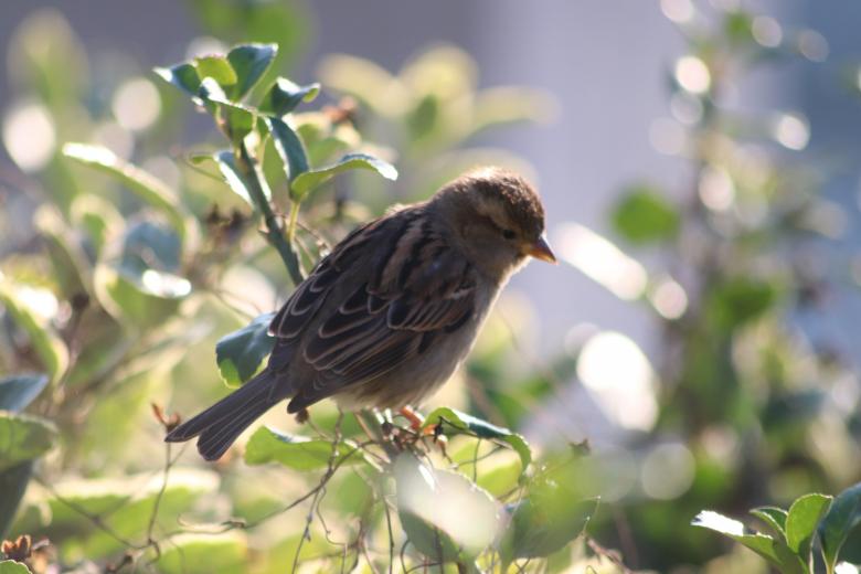 Free stock image of Sparrow in the bush created by GAIMARD Jacques