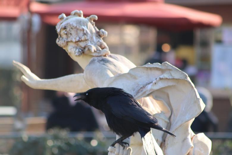 Free stock image of Crow! Crow! Crow! Crow created by GAIMARD Jacques