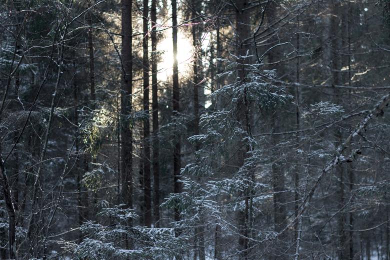Free stock image of Nature in winter - Sun rays created by Janis Urtans