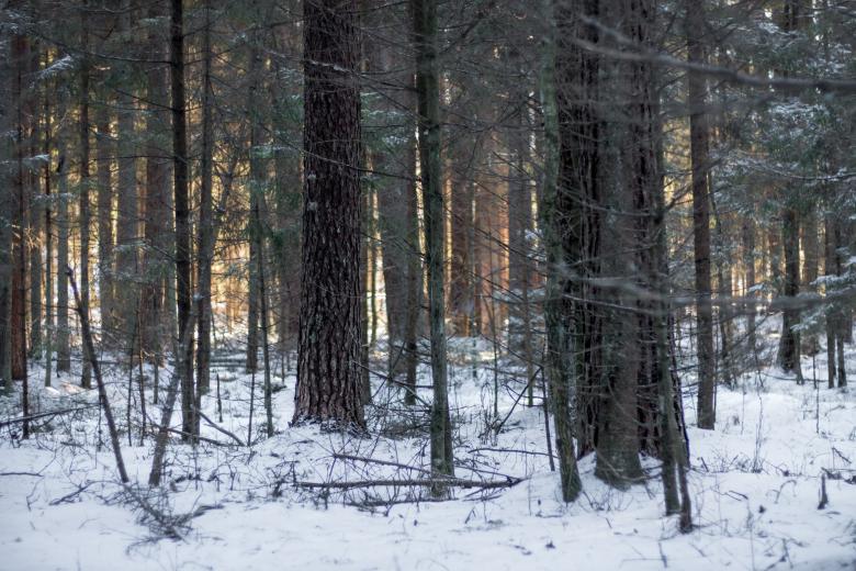 Free stock image of Nature in winter - Sunset created by Janis Urtans
