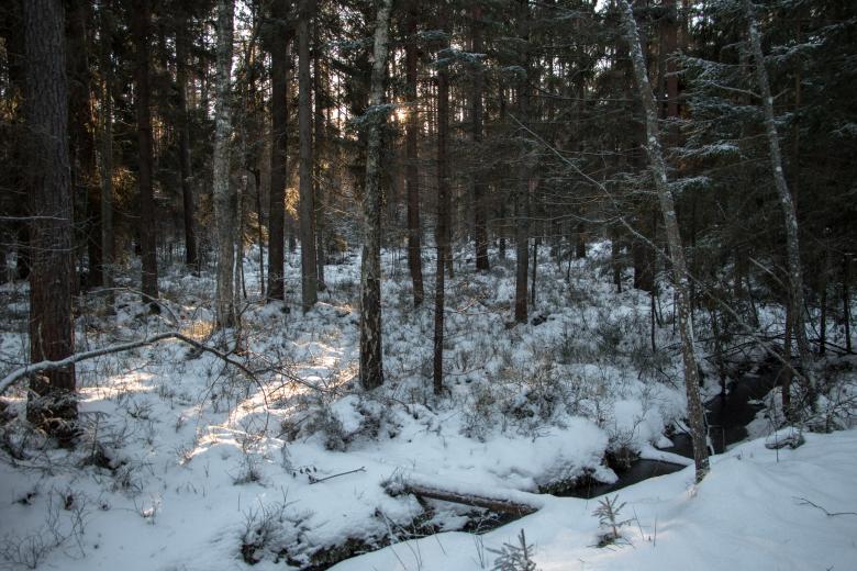 Free stock image of Nature in winter created by Janis Urtans