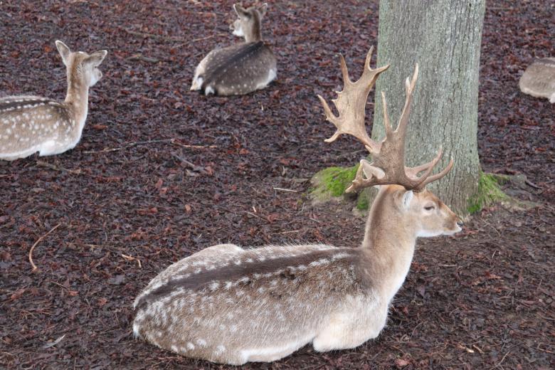 Free stock image of Deer resting with its fellows in a park created by GAIMARD Jacques