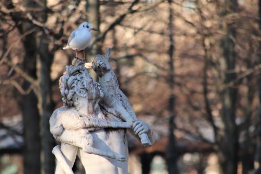Free Stock Photo of Seagull resting for a while
