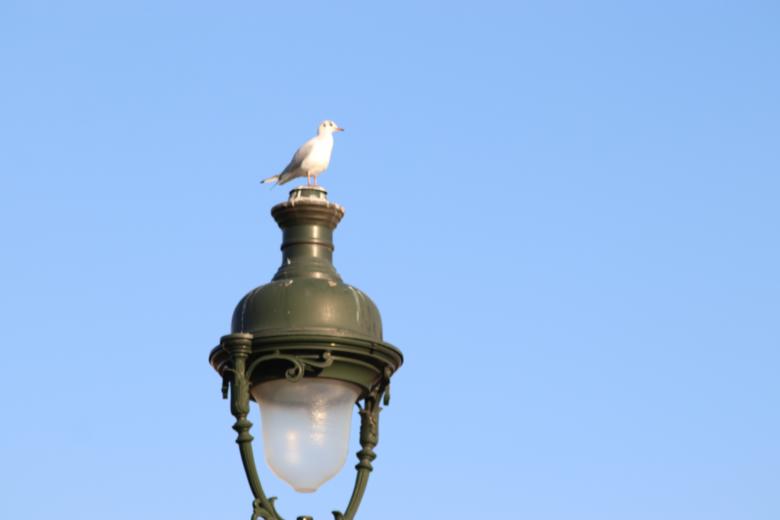 Free stock image of Seagull on its street lamp created by GAIMARD Jacques
