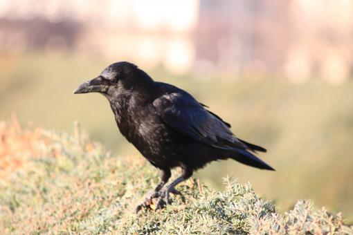 Lonely crow - Free Stock Photo