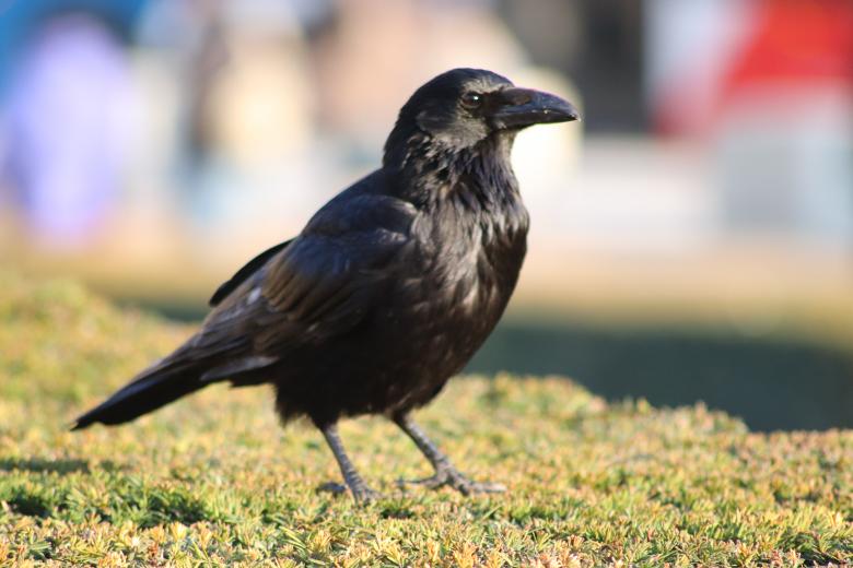 Free stock image of Crow on its bush created by GAIMARD Jacques