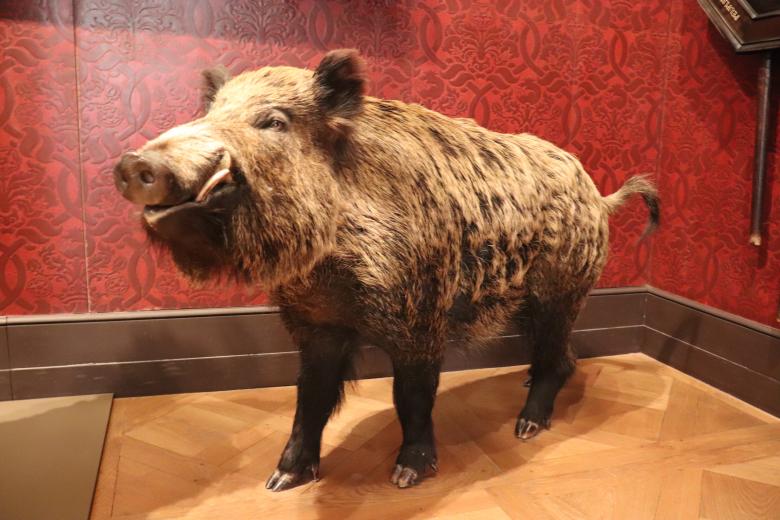Free stock image of Naturalized wild pig created by GAIMARD Jacques