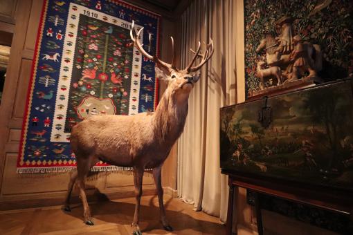 Free Stock Photo of Its majesty in its living room