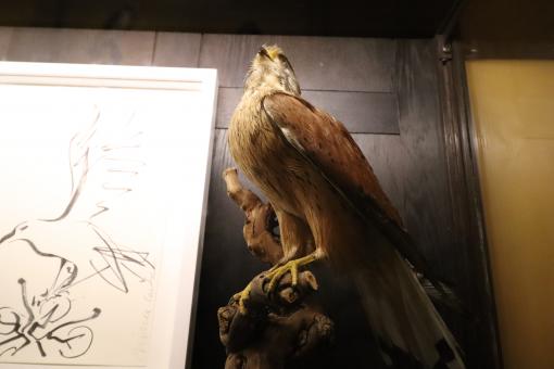 Free Stock Photo of Naturalized domestic bird of prey