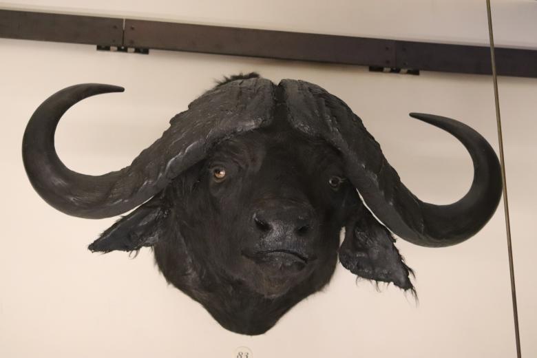 Free stock image of Naturalized African black buffalo created by GAIMARD Jacques