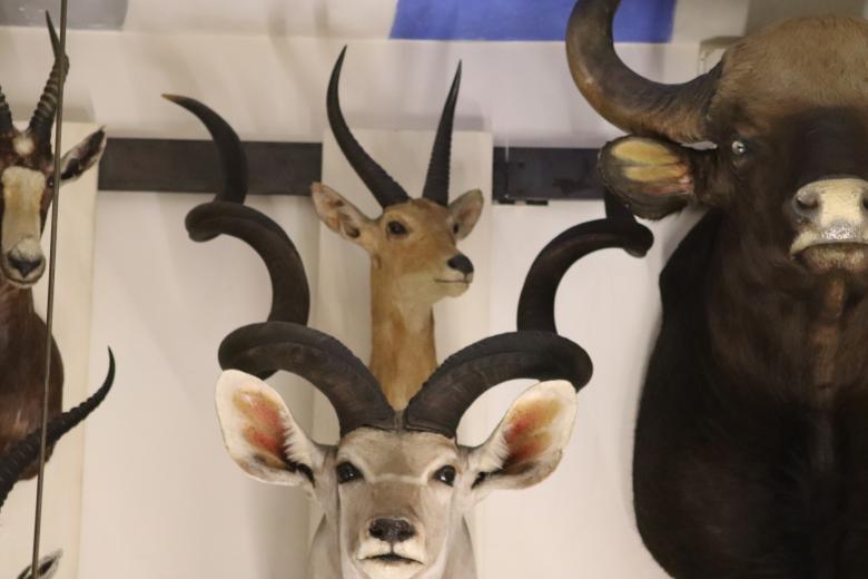 Free stock image of Beautiful stuffed antelope created by GAIMARD Jacques