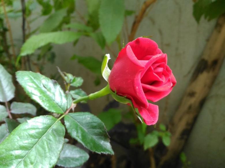 Free stock image of Rose from Garden created by VIJOY M ALEXANDER