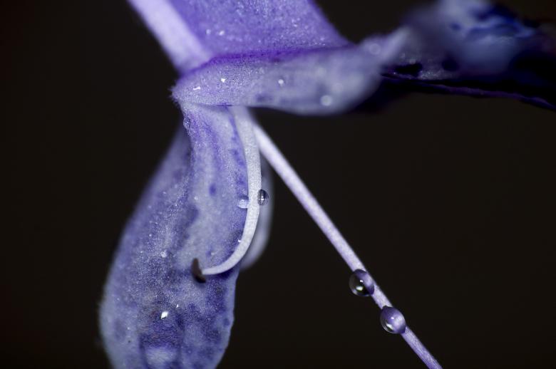 Free stock image of Purple Macro Flower created by Photostockeditor