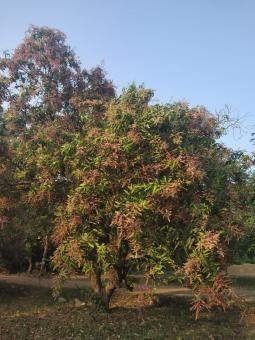 Mango tree - Free Stock Photo