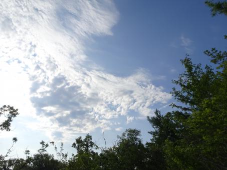 Nice clouds above woods - Free Stock Photo
