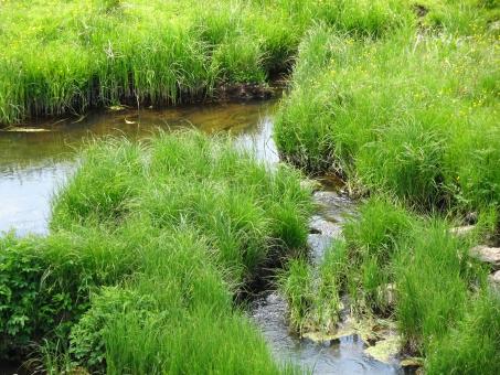 Free Stock Photo of Islands of grass in the stream