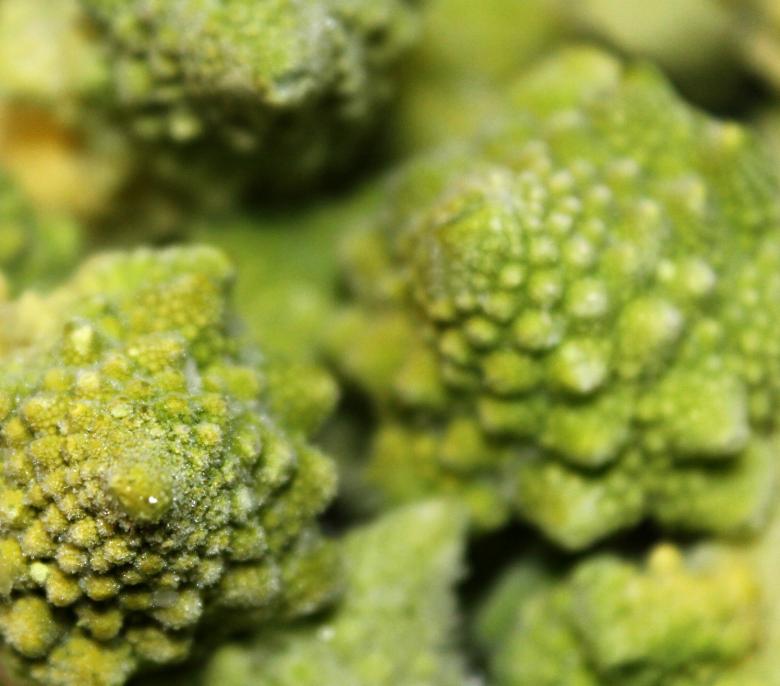 Free stock image of Unusual cabbage created by NomeVizualizzato