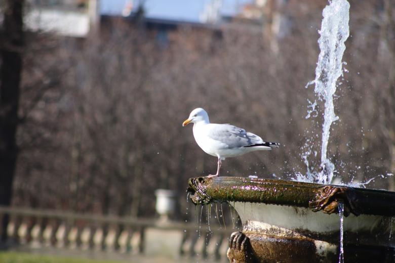 Free stock image of Seagull resting on a fountain created by GAIMARD Jacques