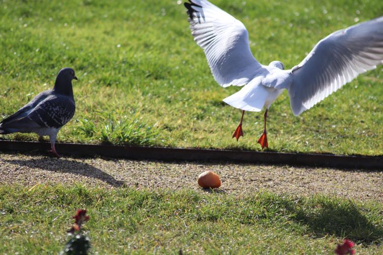Free stock image of Seagull fighting for a piece of bread created by GAIMARD Jacques