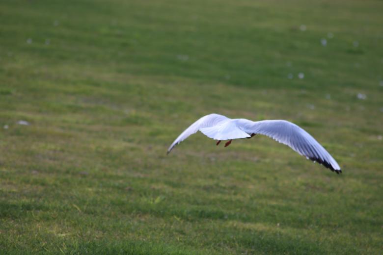 Free stock image of Seagull flying by created by GAIMARD Jacques