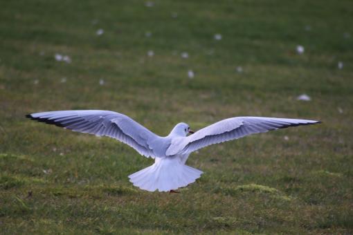 Seagull flying by - Free Stock Photo