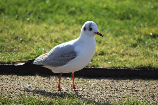 Seagull watching - Free Stock Photo