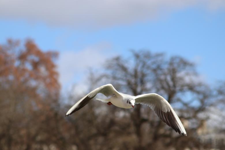 Free stock image of Seagull patrolling created by GAIMARD Jacques