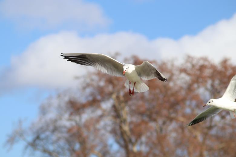 Free stock image of Seagull catching a piece of bread created by GAIMARD Jacques