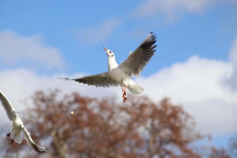 Free stock image of Seagull catching a piece of bread created by GAIMARD Jacques