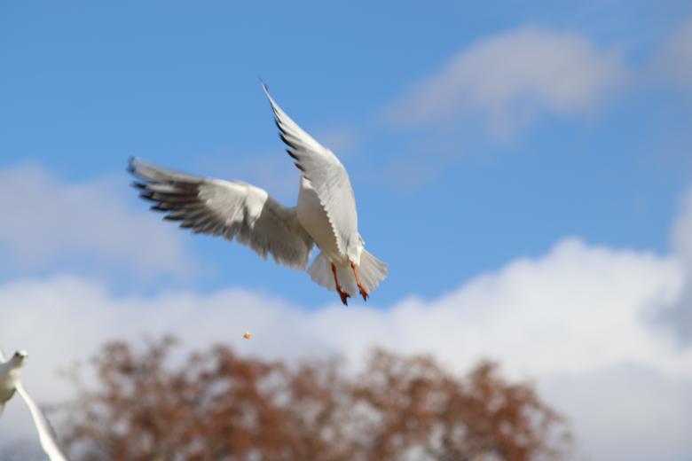 Free stock image of Seagull catching a piece of bread created by GAIMARD Jacques