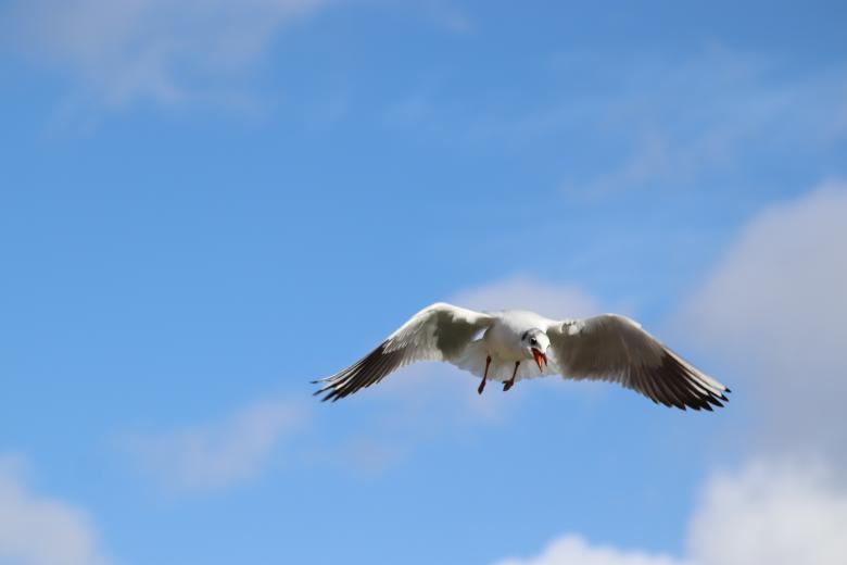 Free stock image of seagull in flight created by GAIMARD Jacques
