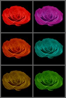 Free Stock Photo of Multi-coloured roses