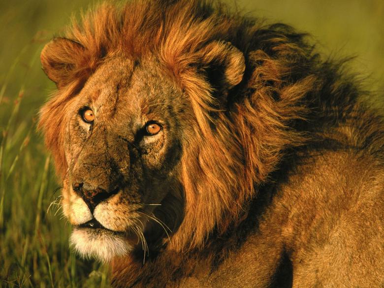 Free stock image of Lion created by Mohamad Babaei